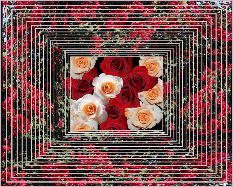 ~Frame of Roses~, flower, nature, roses, petal, HD wallpaper