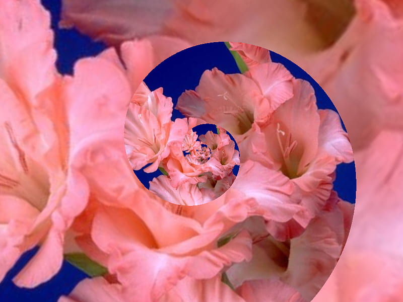 Pink Glad Fractal, glads, flowers, nature, fractal, HD wallpaper
