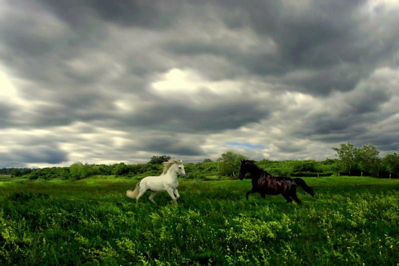 Frolic Before The Storm, black horse, storm clouds, pasture, trees, clouds, white horse, horses, HD wallpaper