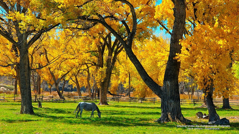 Horse Grazing in Autumn Field, autumn, nature, fields, trees, horse, HD wallpaper