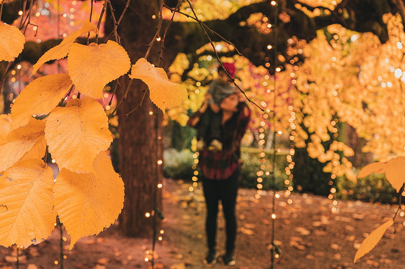 woman in black jacket standing under yellow leaves during daytime, HD wallpaper