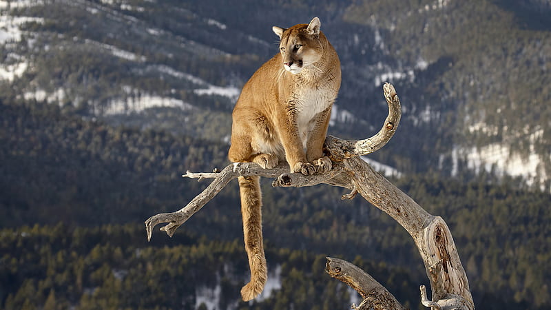 Cougar On A Branch , cougar, animals, HD wallpaper