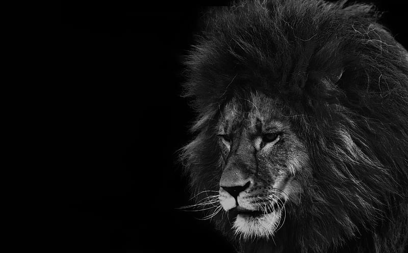 Lion Black and White Ultra, Animals, Wild, bonito, Black, Lion, Animal, King, HD wallpaper