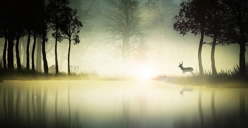early riser, forest, lake, fog, mist, animal, graphy, water, sunrise, morning, HD wallpaper