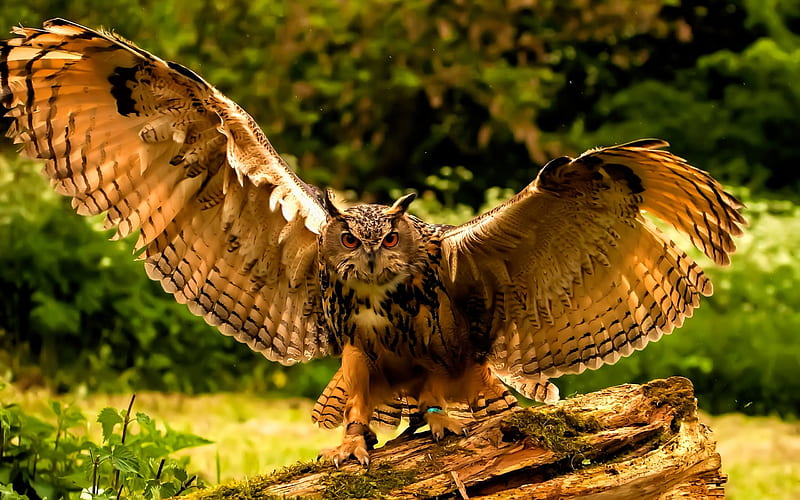 owl, predatory bird, forest, bird, HD wallpaper