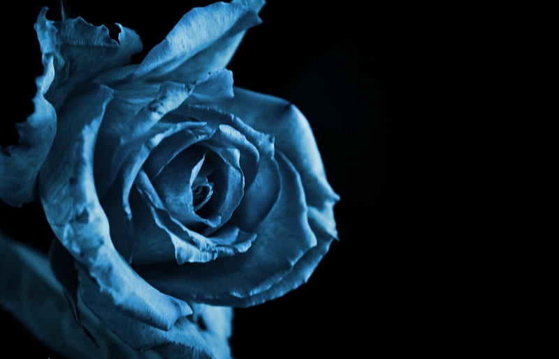 Feeling Blue, roses, rose, feeling, blue, HD wallpaper | Peakpx