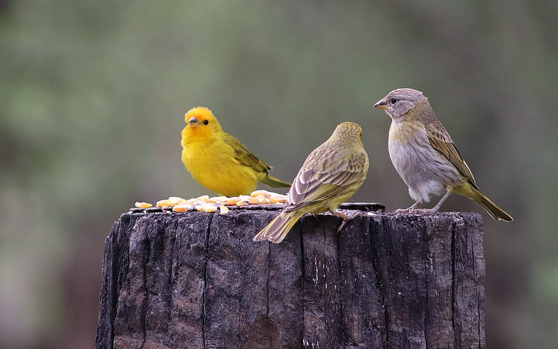 Canary and Sparrows, birds, canary, wooden, stump, sparrows, HD wallpaper