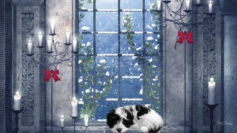 Winters Lights, warm, cozy, window, firefox persona, candles, winter, cold, snow, bright, pup, light, window sill, puppy, dog, blue, HD wallpaper