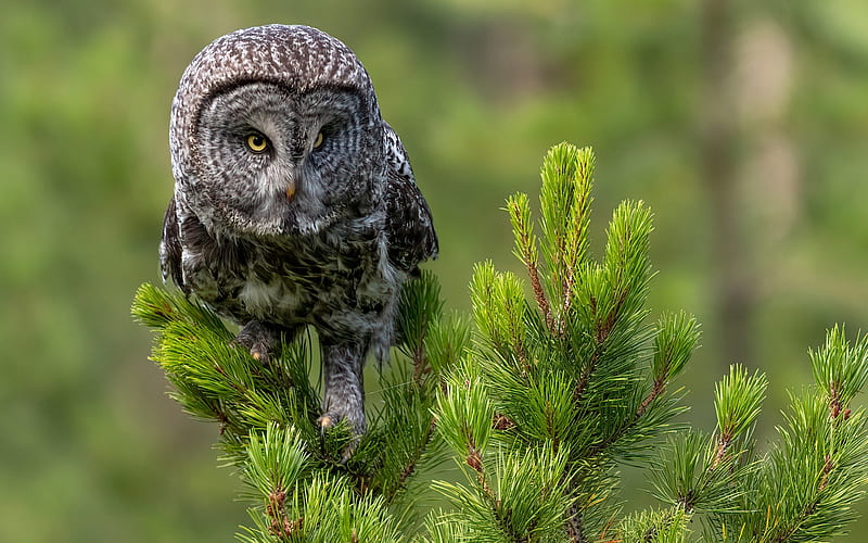 Tawny Owl, wildlife, Strix aluco, brown owl, forest, Owl, HD wallpaper
