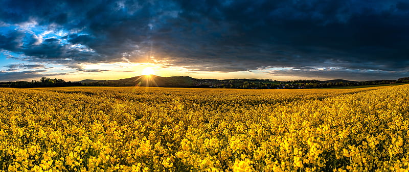 Earth, Rapeseed, Field, Flower, Sunrise, Yellow Flower, HD wallpaper