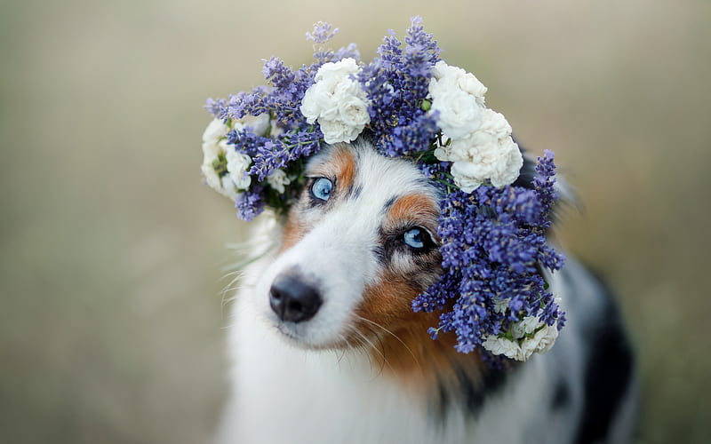 Australian Shepherd dog, spotted white dog, pets, Aussies, flower wreath, cute animals, blue eyes, dogs, lavender, HD wallpaper