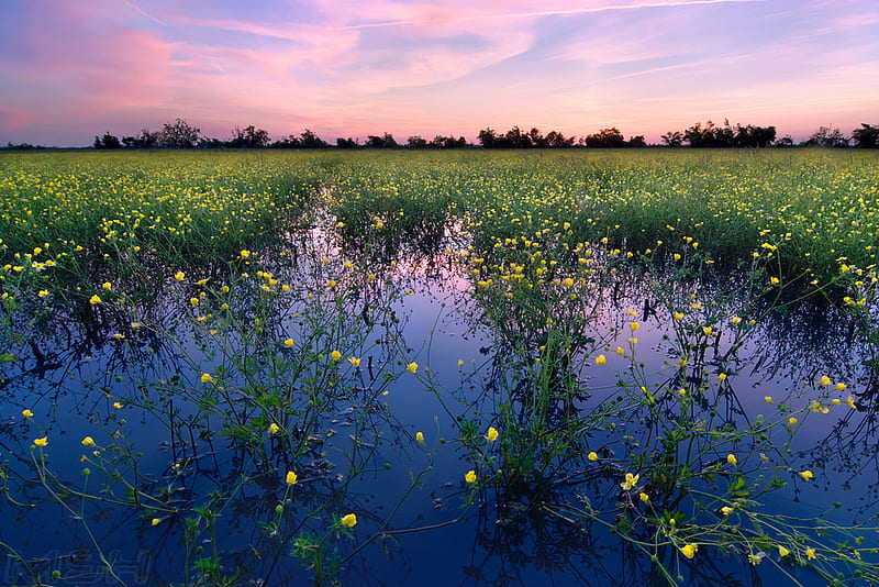 Field of flowers, colorful, background, dusk, yellow, bonito, sunset, clouds, spots, green, flowers, fields, weeds, reflection, blue, colors, sky, water, purple, nature, landscape, HD wallpaper