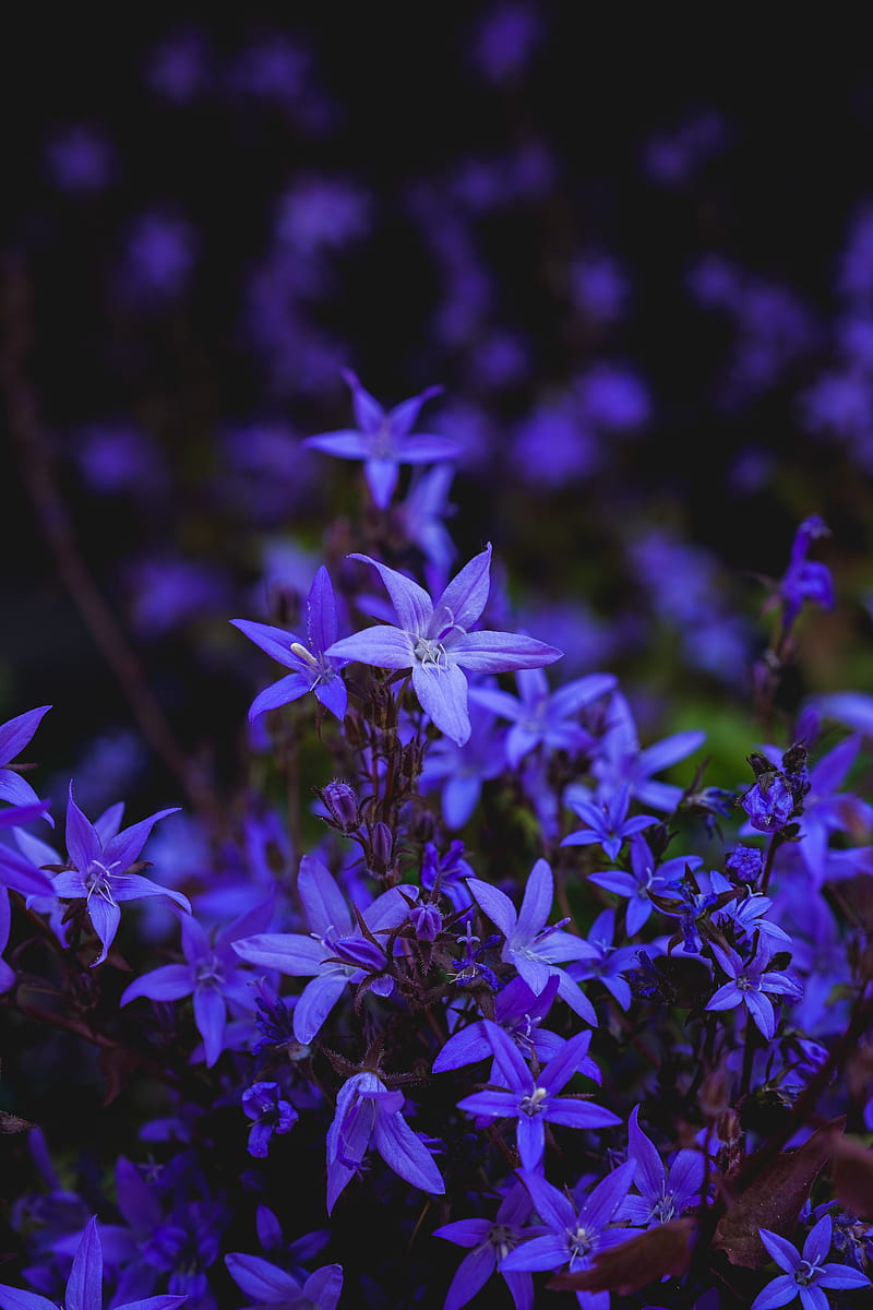 bell flower, flower, bloom, blue, HD phone wallpaper