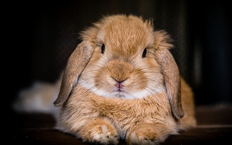 Rabbit, cute animals, furry brown rabbit, pets, HD wallpaper