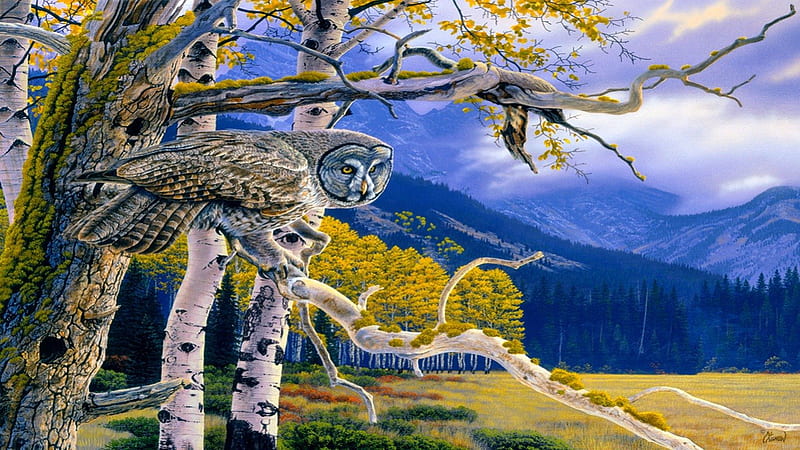 Big Grey, owl, tree, autumn, mountains, HD wallpaper