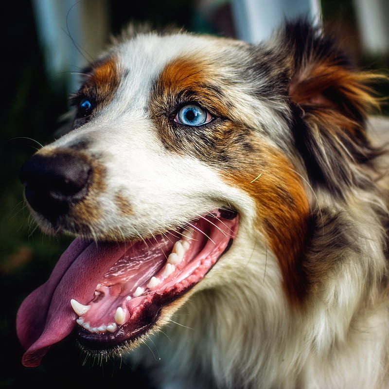 animals, dog, blue eyes, happy, HD phone wallpaper