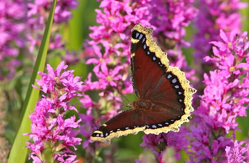 *** Butterfly on Violet Blooms ***, motyle, zwierzeta, kwiaty, fioletowe, HD wallpaper