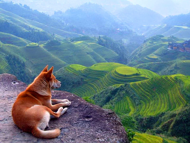 Dingo kingdom, green, rock, dingo, cliff, valley, mist, HD wallpaper