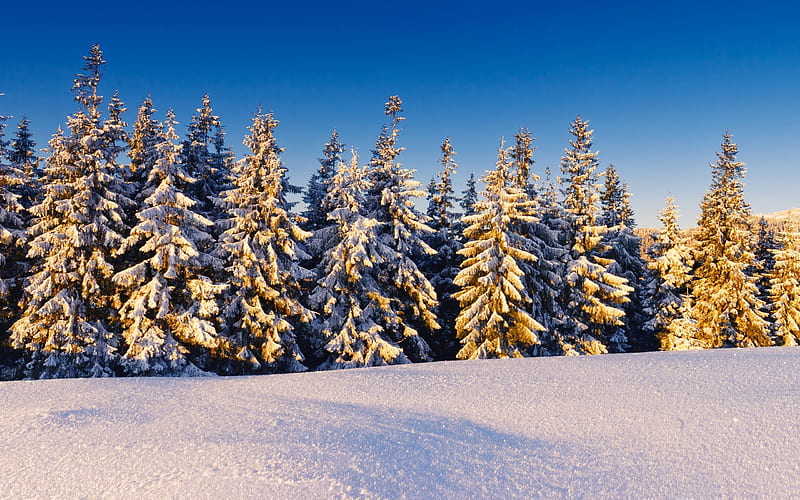 spruce trees covered in snow-the cold winter landscape, HD wallpaper