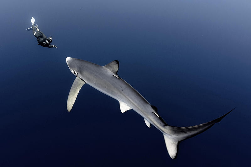 Blue shark encounter, Ocean, Azores, Blue sharks, Atlantic, HD wallpaper