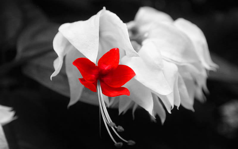 Flor exótica, flor, reventada, roja, floración, Fondo de pantalla HD |  Peakpx