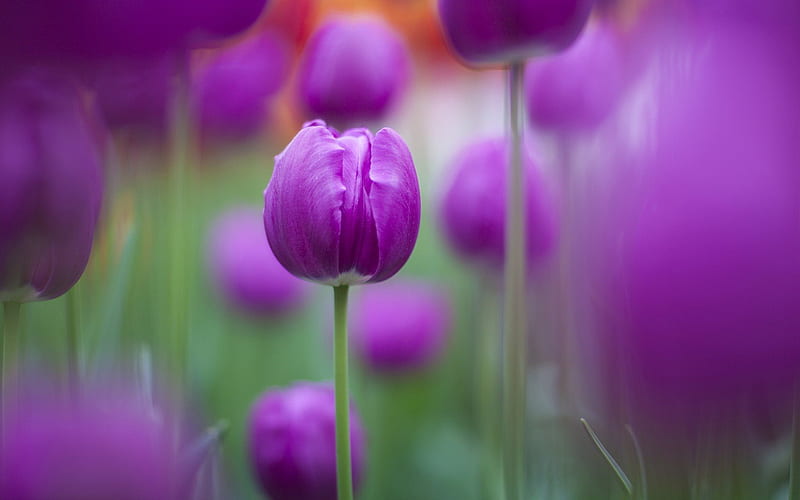 purple tulip, blur, close-up, tulips, HD wallpaper
