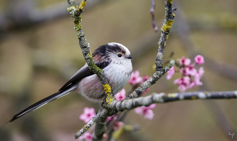 Long Tailed Tit, pink, bird, blossom, flower, pasari, spring, HD wallpaper