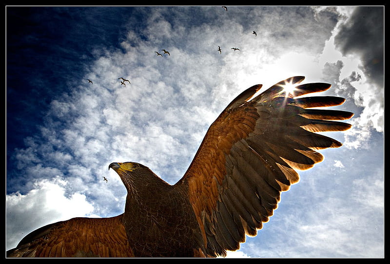 Eagle, bird, wild, birds, clouds, sky, animal, winds, HD wallpaper