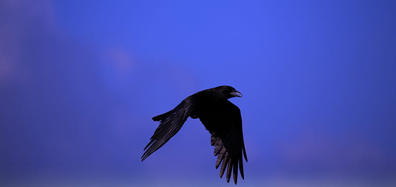 raven, bird, black, fly, sky, HD wallpaper