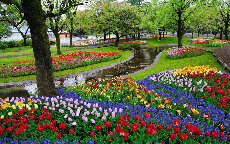 Flowers in park, pretty, wet, bonito, fragrance, nice, flowers, tulips, harmony, lovely, fresh, scent, park, trees, freshness, summer, garden, nature, rain, HD wallpaper
