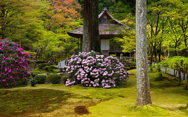 Spring park in Kioto, Kioto, japan, grass, greenery, bonito, park, trees, freshness, pagoda, bush, flowers, garden, shrub, HD wallpaper