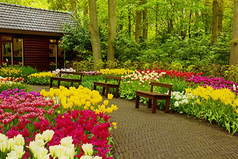 Holland garden, pretty, house, grass, bonito, holland, flowers, tulips, lovely, Keukenhof, bench, park, trees, freshness, summer, garden, walk, alley, HD wallpaper