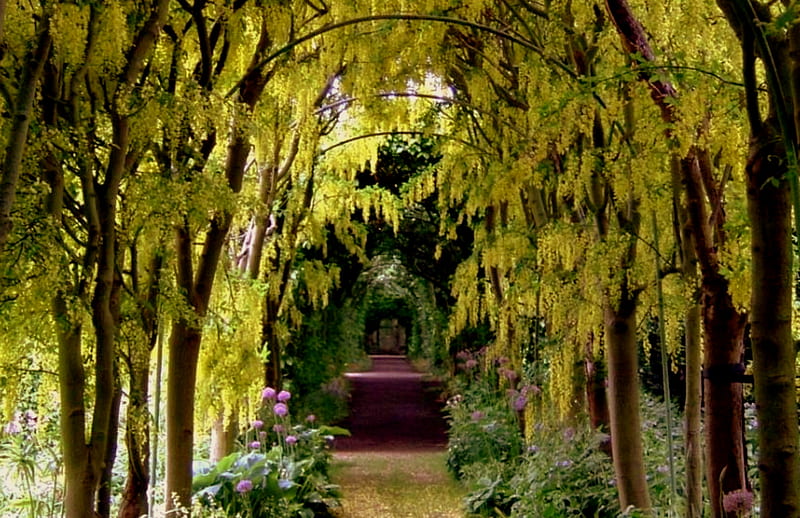 Golden Archway, yellow flowers, flowers, gardens, trees, steps, HD wallpaper