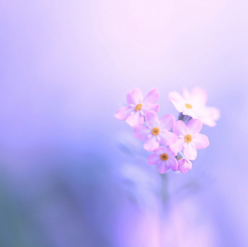 Soft Flowers, flowers, nature, soft, pink, HD wallpaper