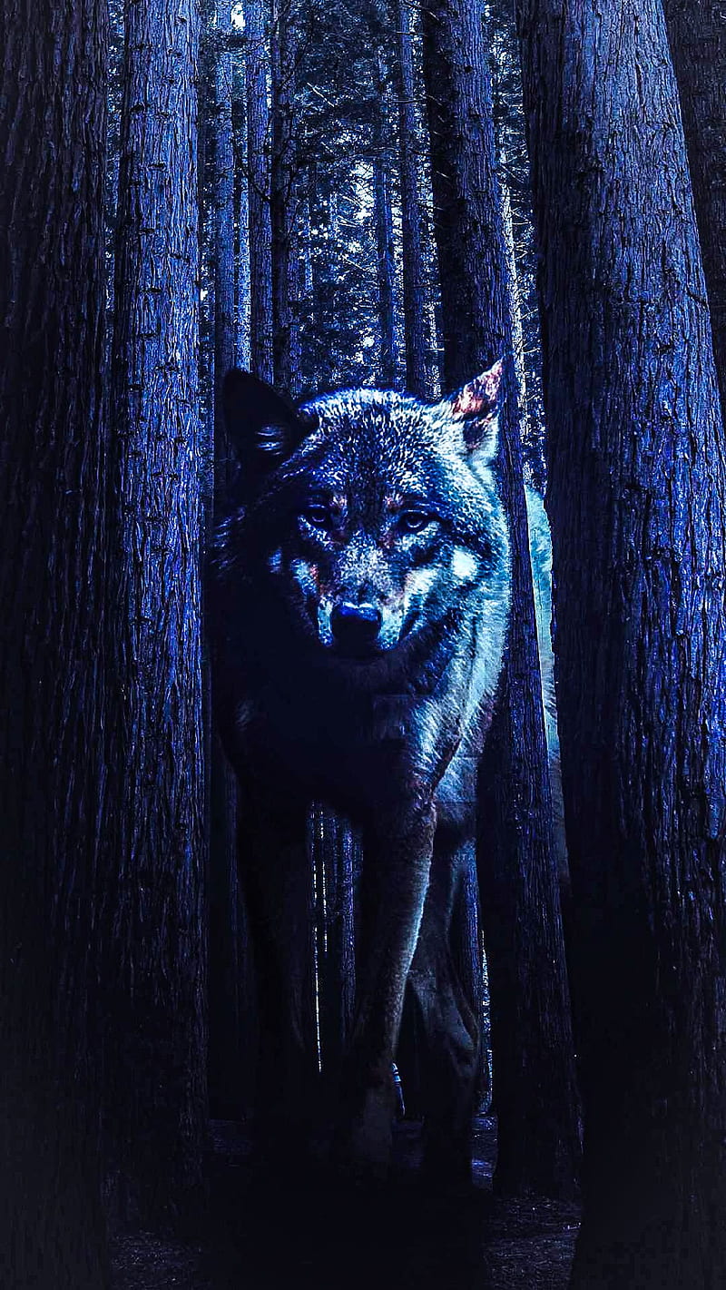 Wolf In Forest, black, dark, lone, HD phone wallpaper