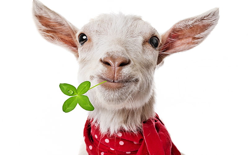 Good Luck!, red, greeen, animal, cute, goat, clover, trefoil, funny, white, HD wallpaper