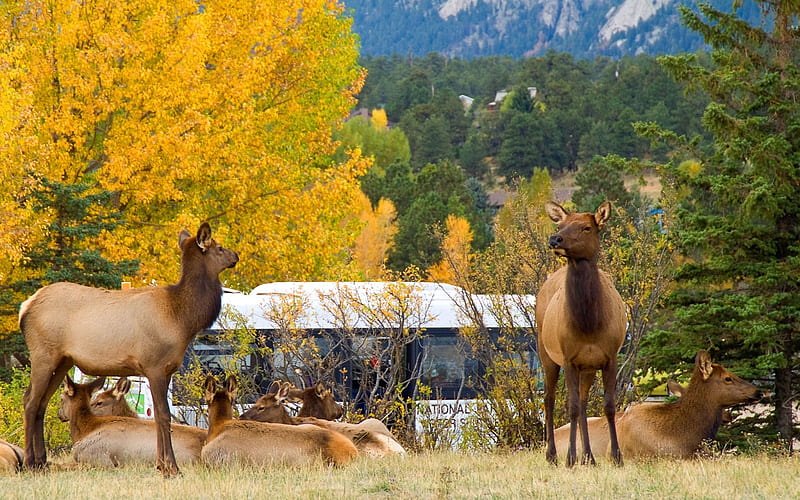 Fall Colors at Estes Park, Colorado, usa, mountains, cabin, trees, deer, HD wallpaper