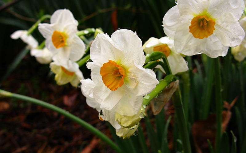 daffodils-flowers graphy, HD wallpaper
