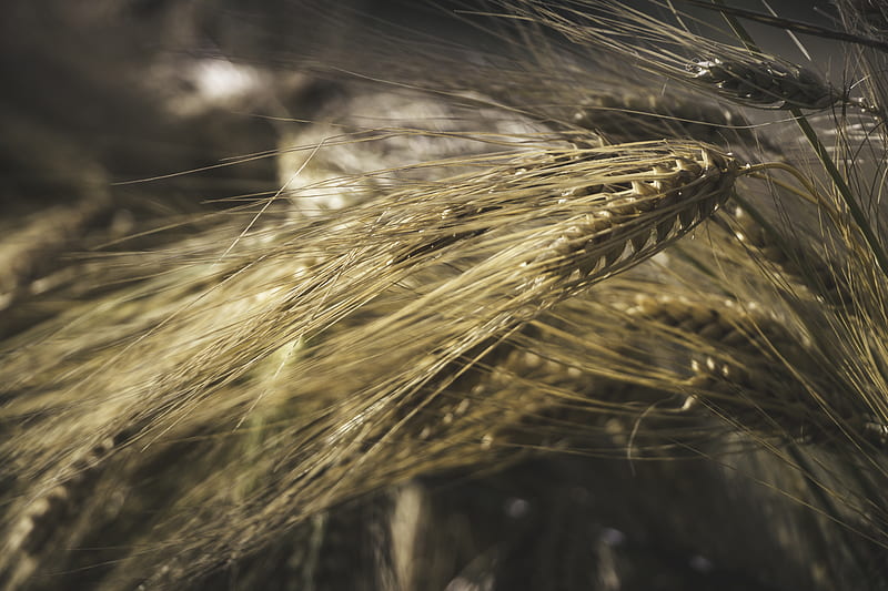 wheat, agriculture, plants, harvest, field, cereal, Nature, HD wallpaper