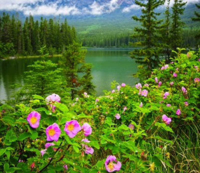 Wild Roses At Pyramid Lake, forest, lakes, bonito, trees, water, green, summer, flowers, pink, HD wallpaper