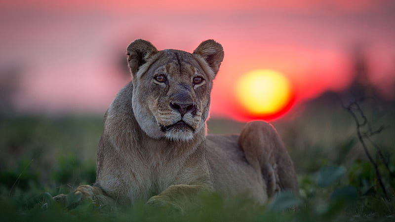 Predator Lion With Shallow Background Of Sunset Lion, HD wallpaper