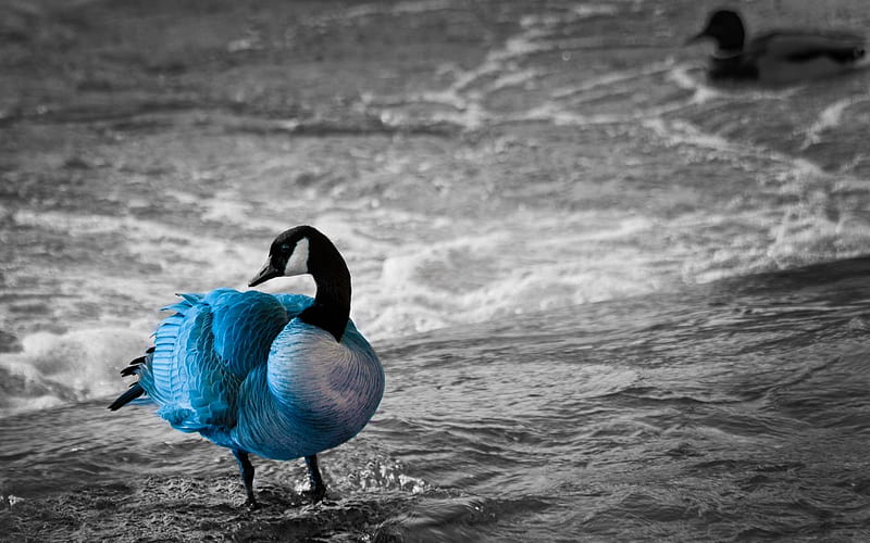 blue goose, beach, graphy, water, bird, fowl, cg, ocean, goose, HD wallpaper