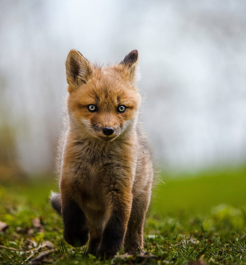 fox, cub, animal, wildlife, HD phone wallpaper