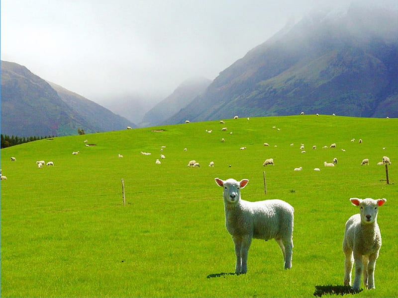 Cute sheeps, mountain, sheep, grass, nature, animal, HD wallpaper