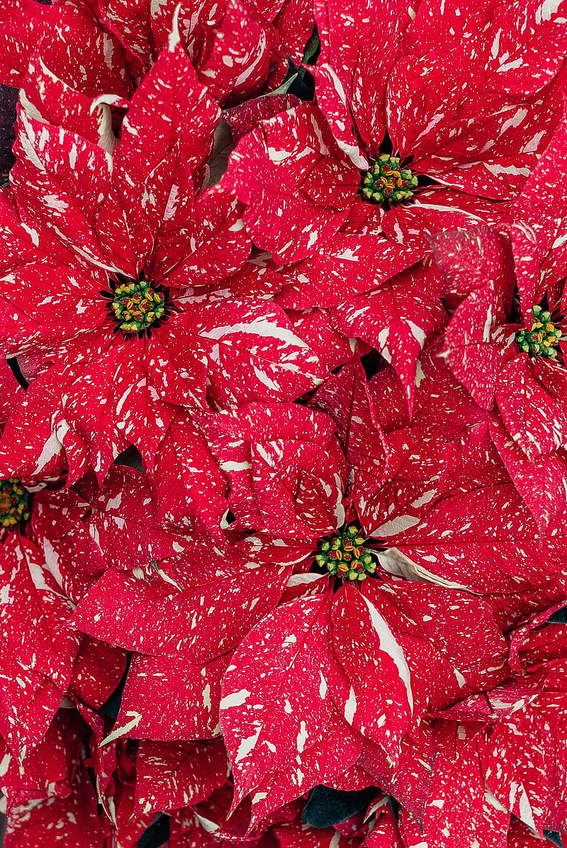 poinsettia, flowers, red, plant, HD phone wallpaper