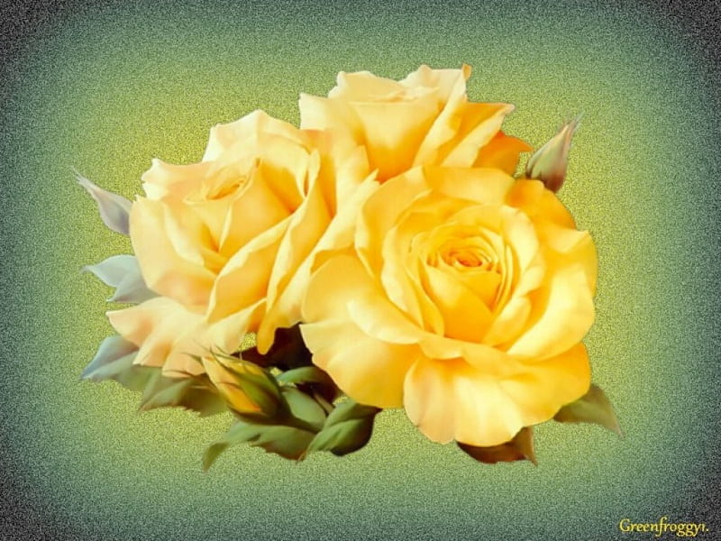 THREE YELLOW ROSES, YELLOW, CREATION, ROSES, THREE, HD wallpaper | Peakpx