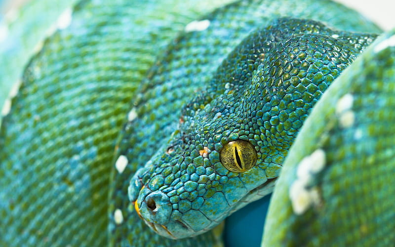 blue python, blue snake, green python, Morelia viridis, Indonesia, HD wallpaper