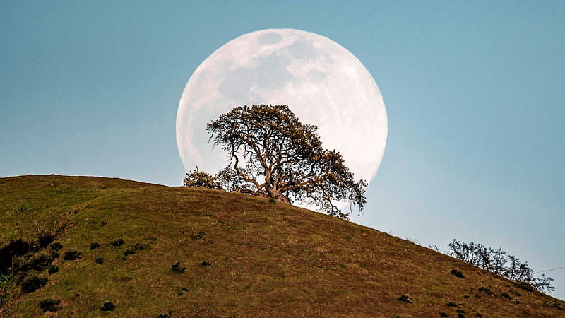 Moonrise behind a lone tree in the San Francisco Bay area, hill, sky, usa, california, HD wallpaper