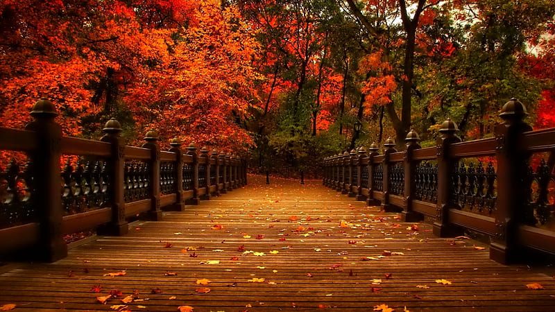 Wood Bridge Between Red Yellow Autumn Fall Tree Branches In Forest Background Nature, HD wallpaper