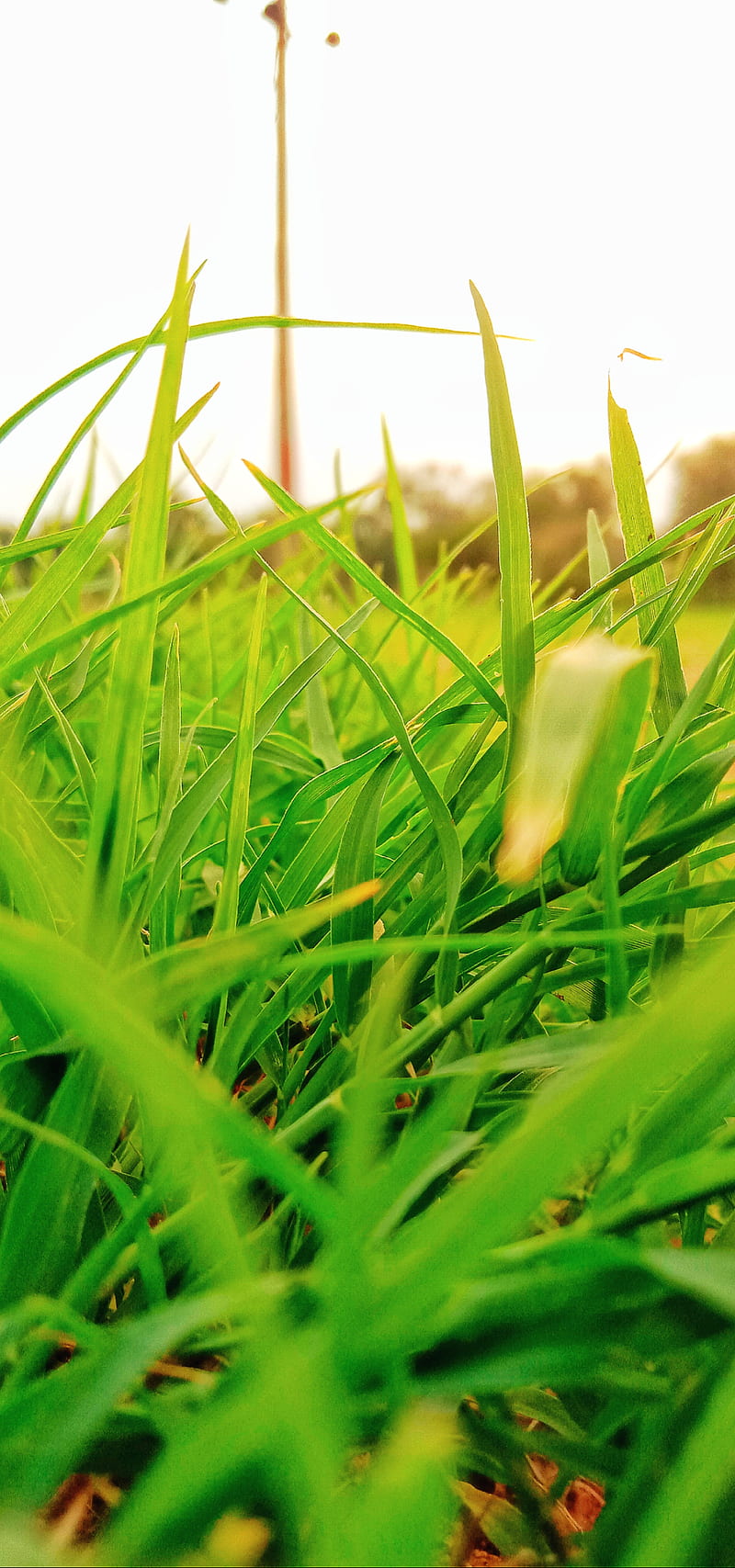 Grass, farm, green, green field, hariyali, lawn, natural, nature, HD phone  wallpaper | Peakpx